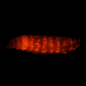 G. mellonella larvae